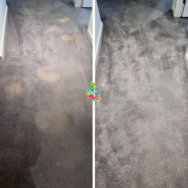 carpet-dyeing-hallway