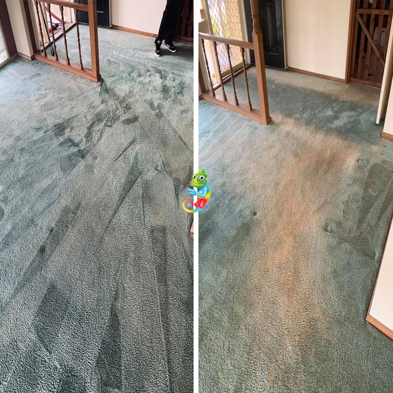 fixed carpet cleaners mess